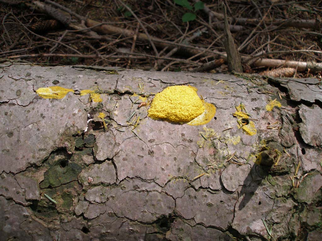 Fungo da determinare - Foresta di Campigna